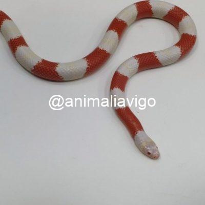 FALSA CORAL SURTIDA BABY