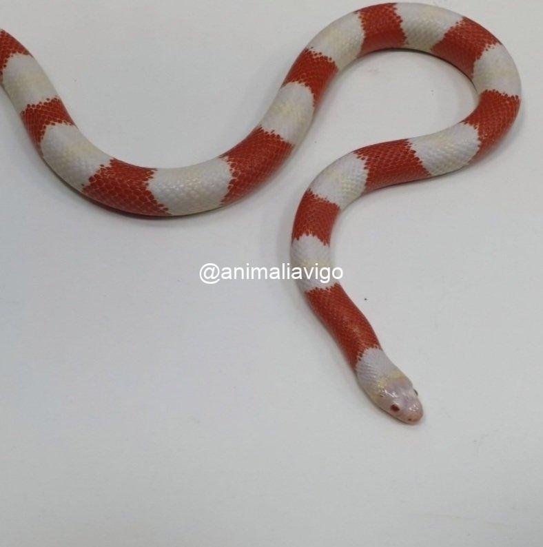 FALSA CORAL SURTIDA BABY