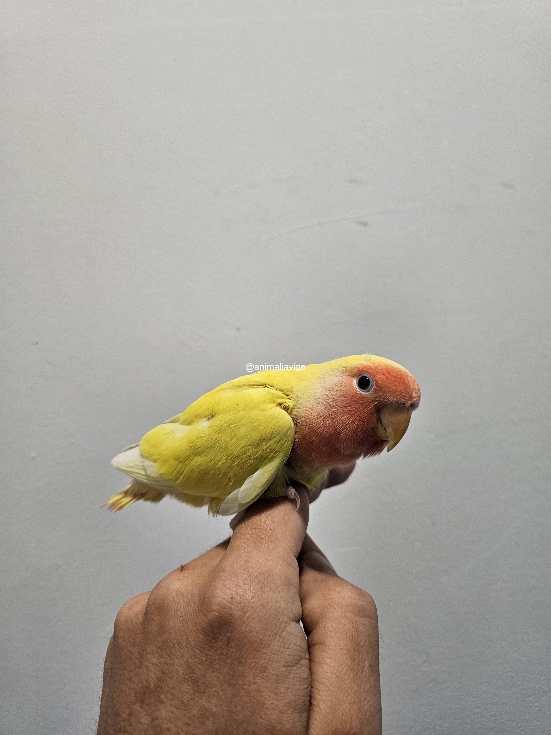 AGAPORNI ROSEICOLLI LUTINO PAPILLERO - Imagen 2