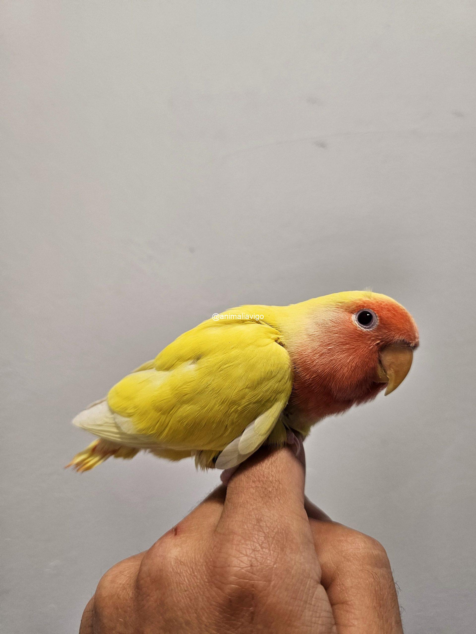 AGAPORNI ROSEICOLLI LUTINO PAPILLERO