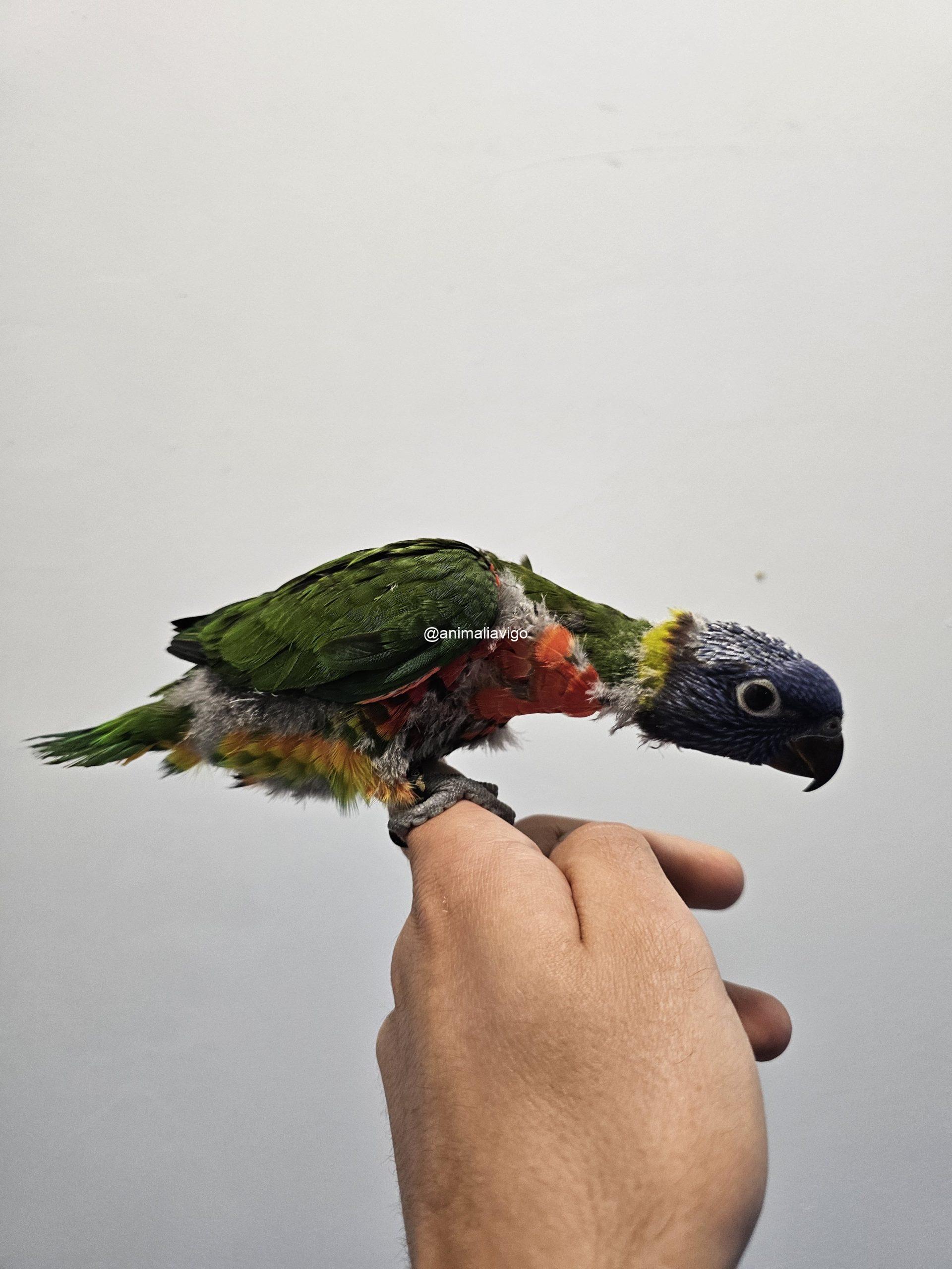 LORO ARCOIRIS PAPILLERO - Imagen 3