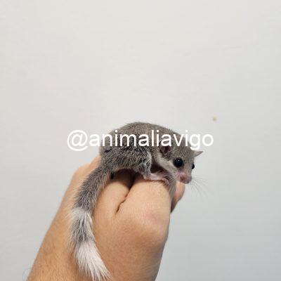 LIRON AFRICANO GRIS
