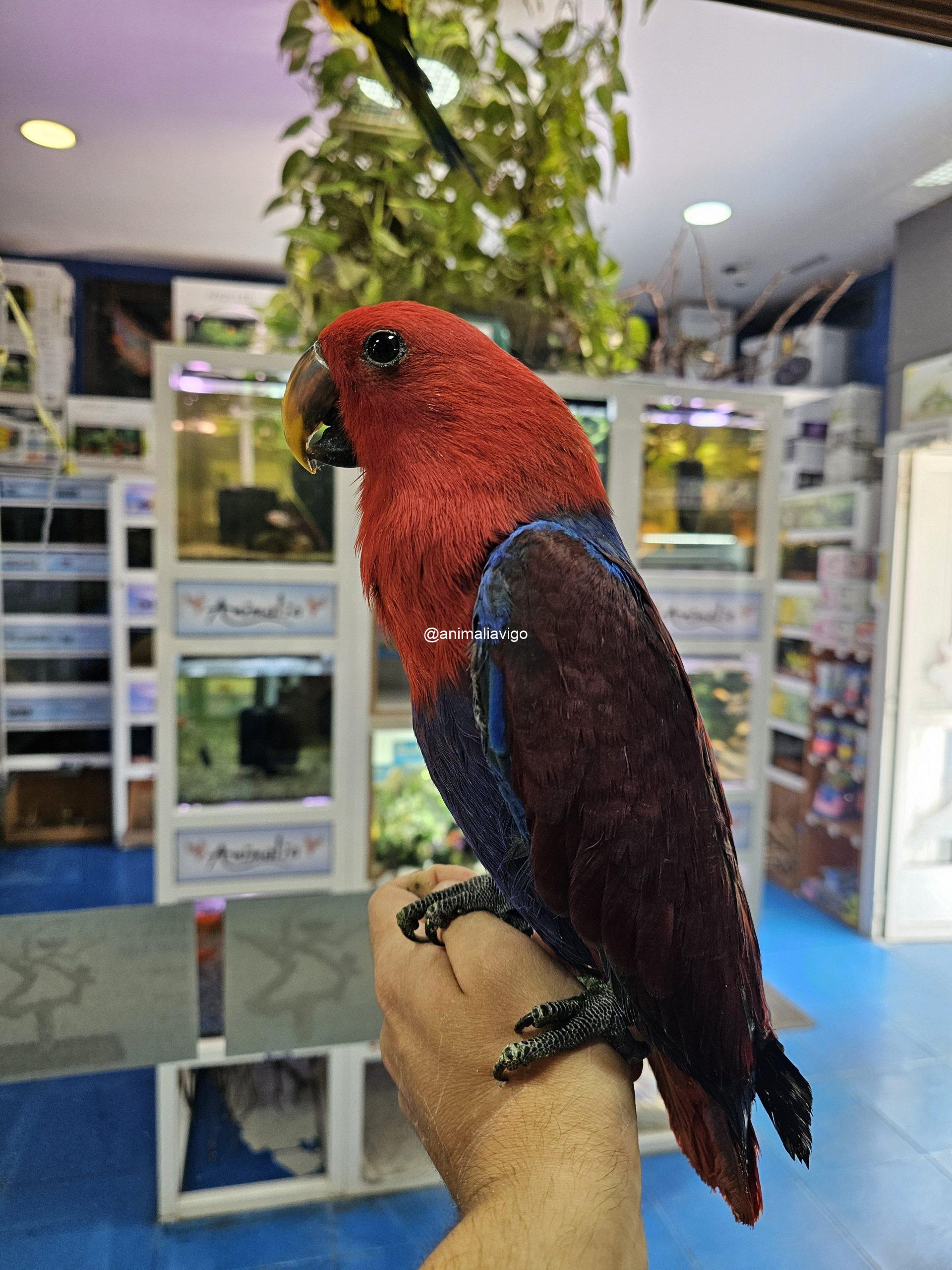 ECLECTUS PAPILLERO HEMBRA - Imagen 3