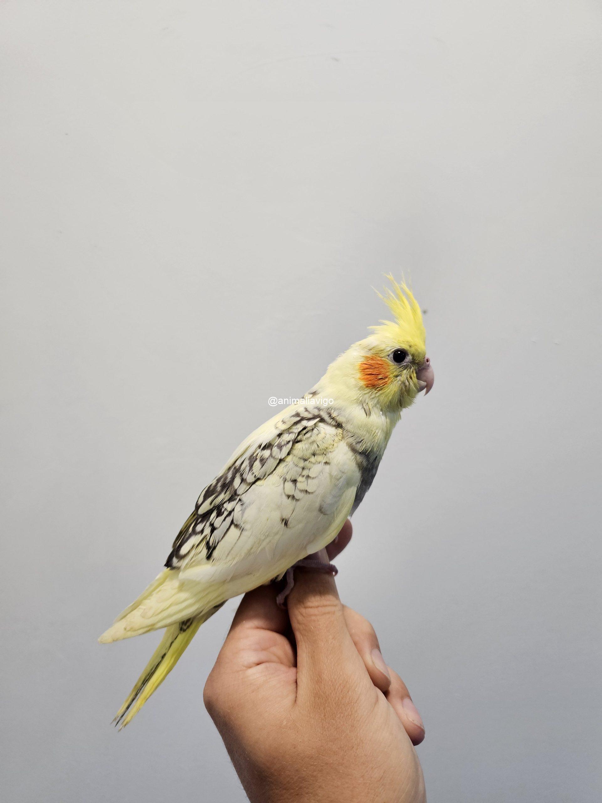 NINFA ARLE PERLA O C.B ARLE PERLA PAPILLERA - Imagen 3