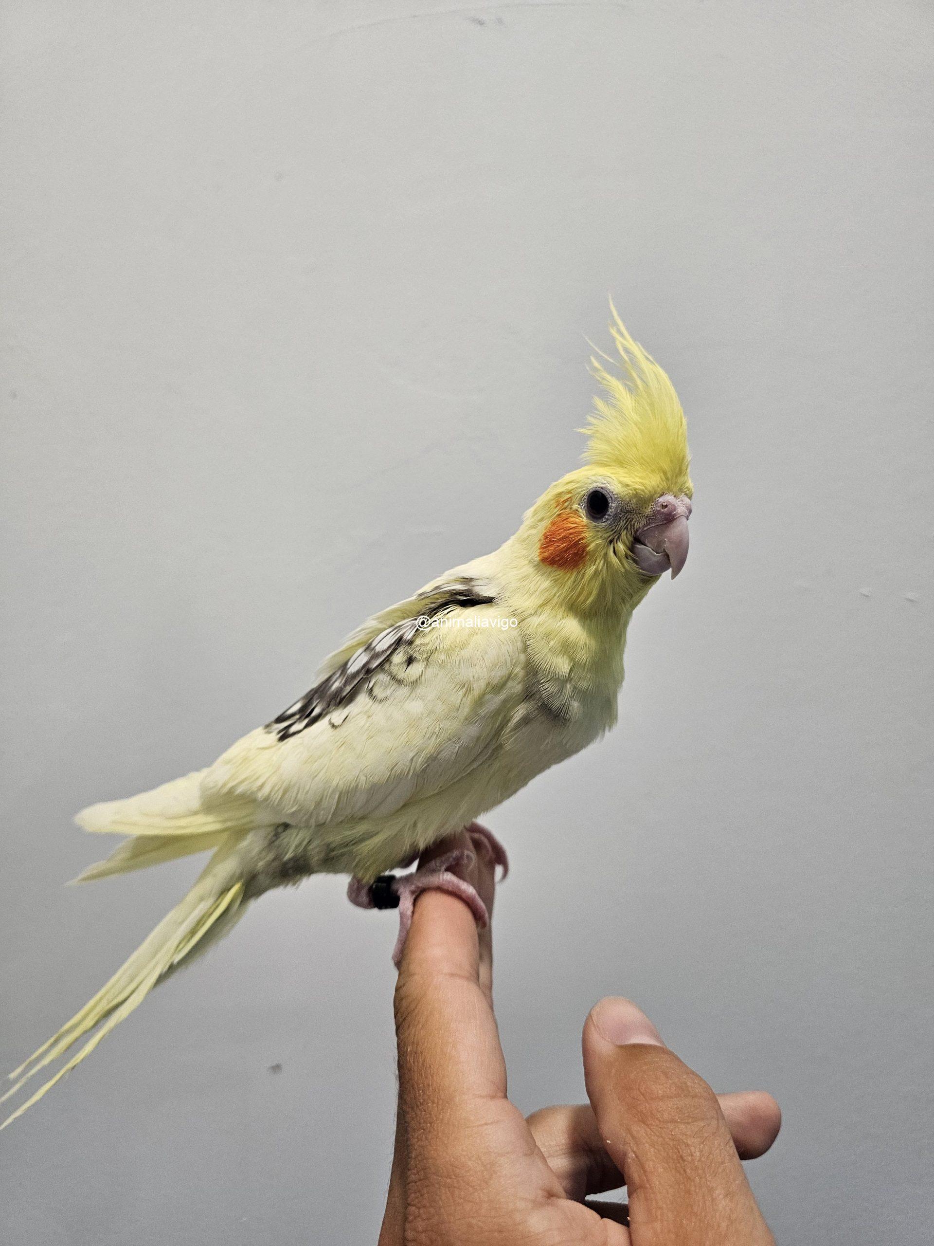 NINFA ARLE PERLA O C.B ARLE PERLA PAPILLERA