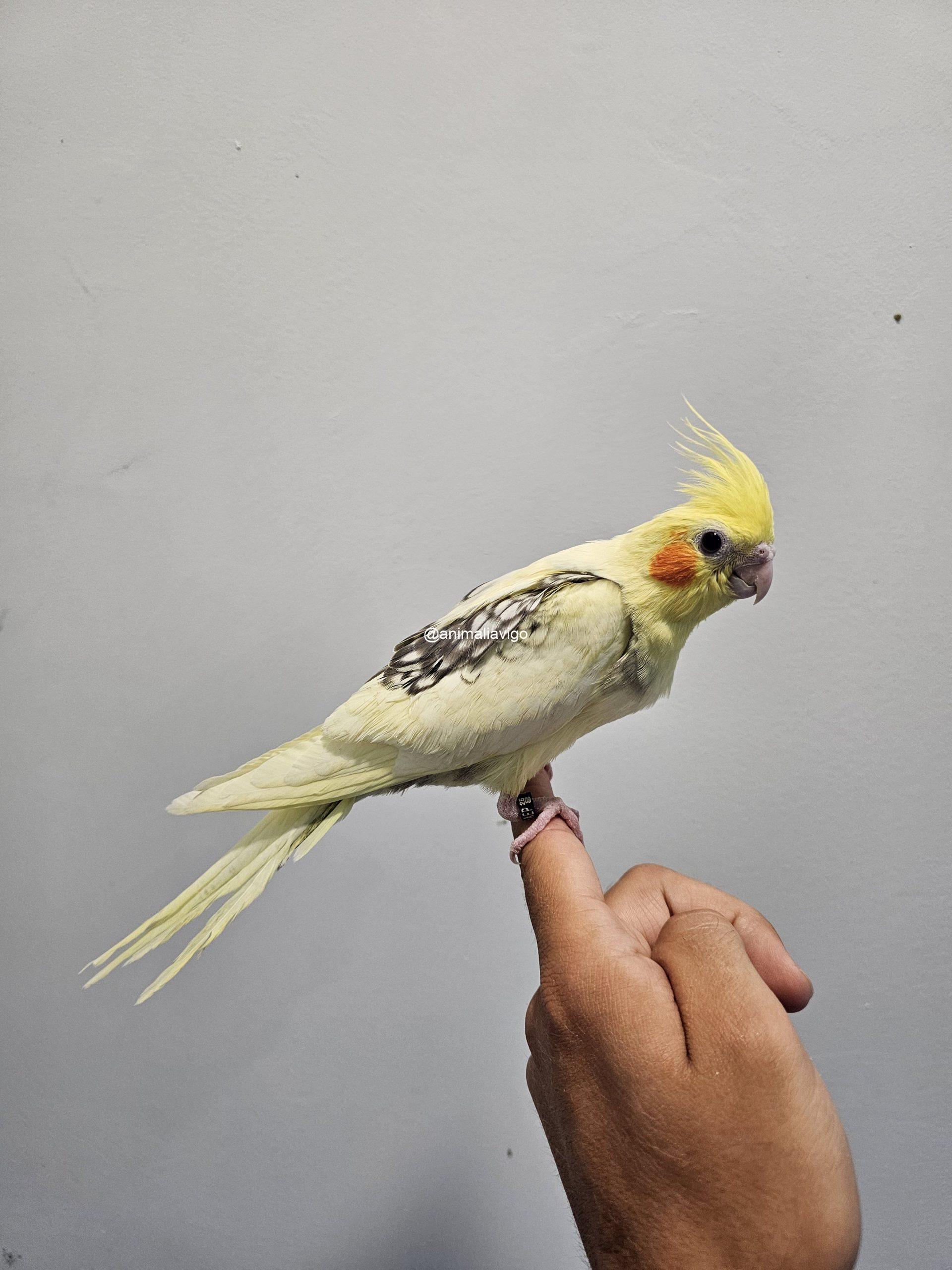 NINFA ARLE PERLA O C.B ARLE PERLA PAPILLERA - Imagen 6