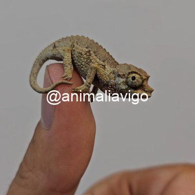 CAMALEON JACKSONII XANTOLOPHUS BABY SIN SEXAR