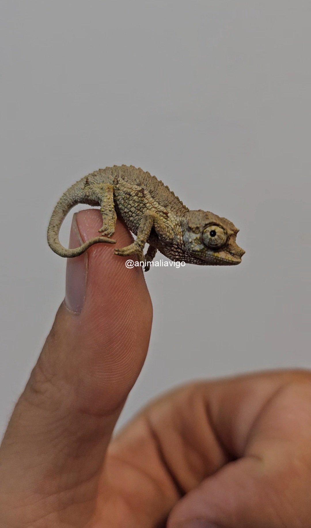CAMALEON JACKSONII XANTOLOPHUS BABY SIN SEXAR