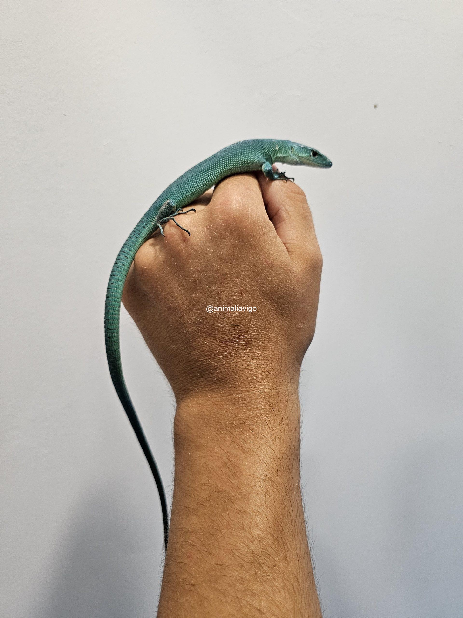 PRASINA JUNIOR - Imagen 2