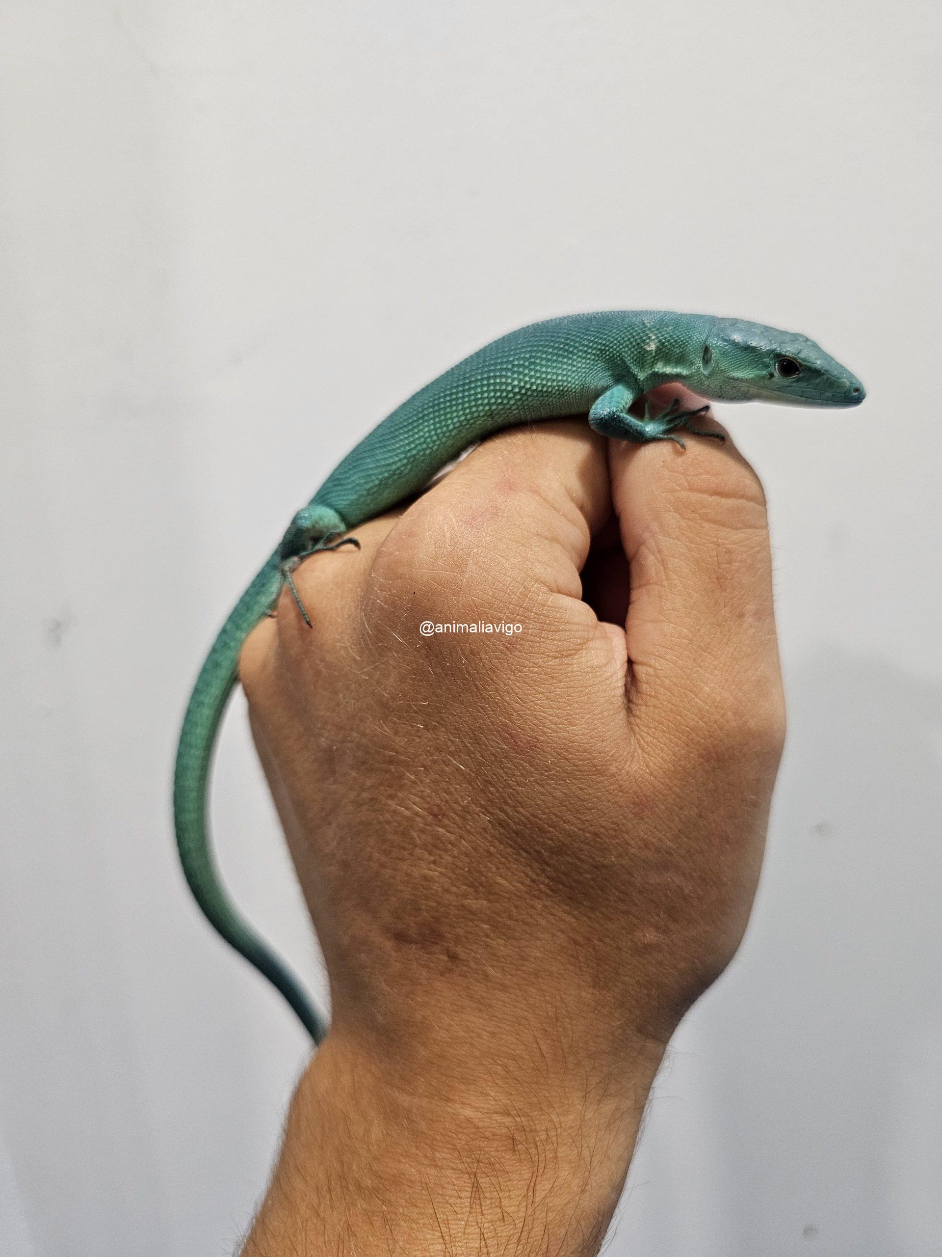 PRASINA JUNIOR - Imagen 3