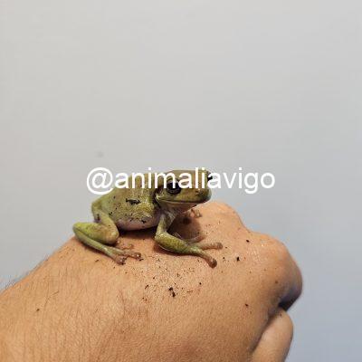 RANA LITORIA MEDIANA