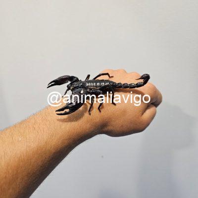 ESCORPION HETEROMETRUS