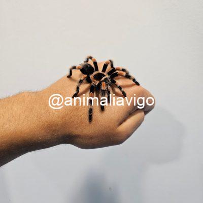 TARANTULA BRACHYPELMA BOEHMEI