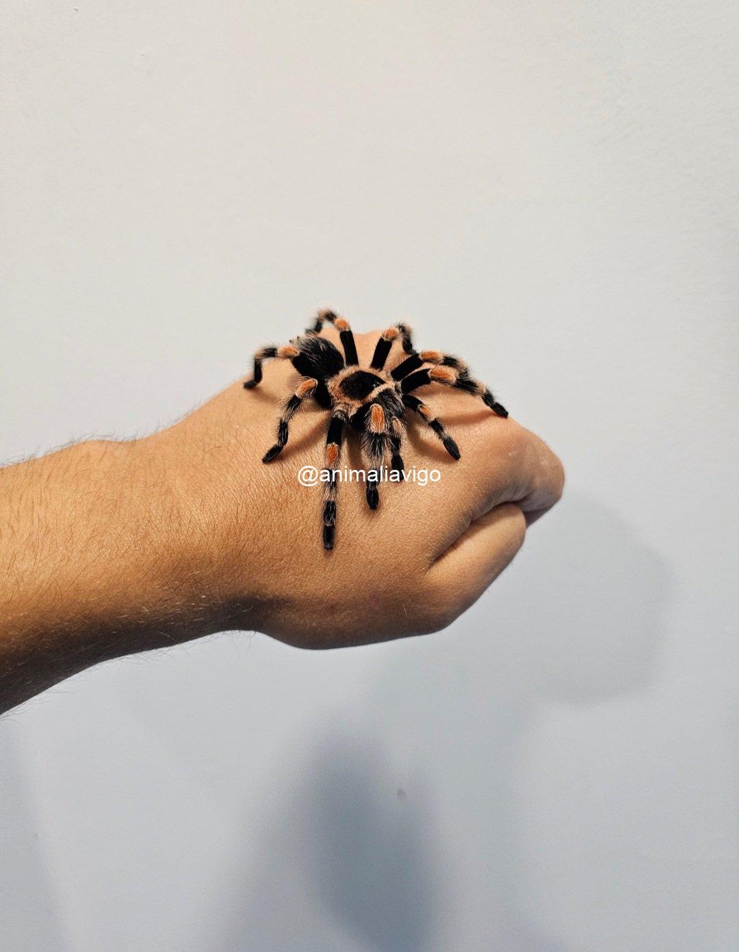 TARANTULA BRACHYPELMA BOEHMEI