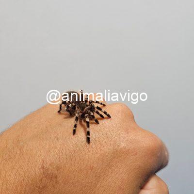 TARANTULA GENICULATA