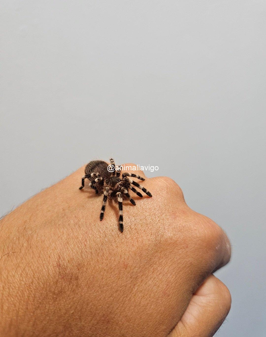 TARANTULA GENICULATA