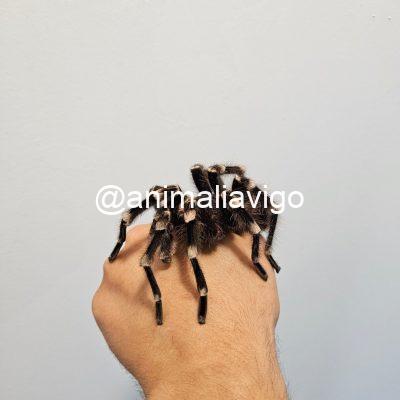 TARANTULA GENICULATA ADULTA