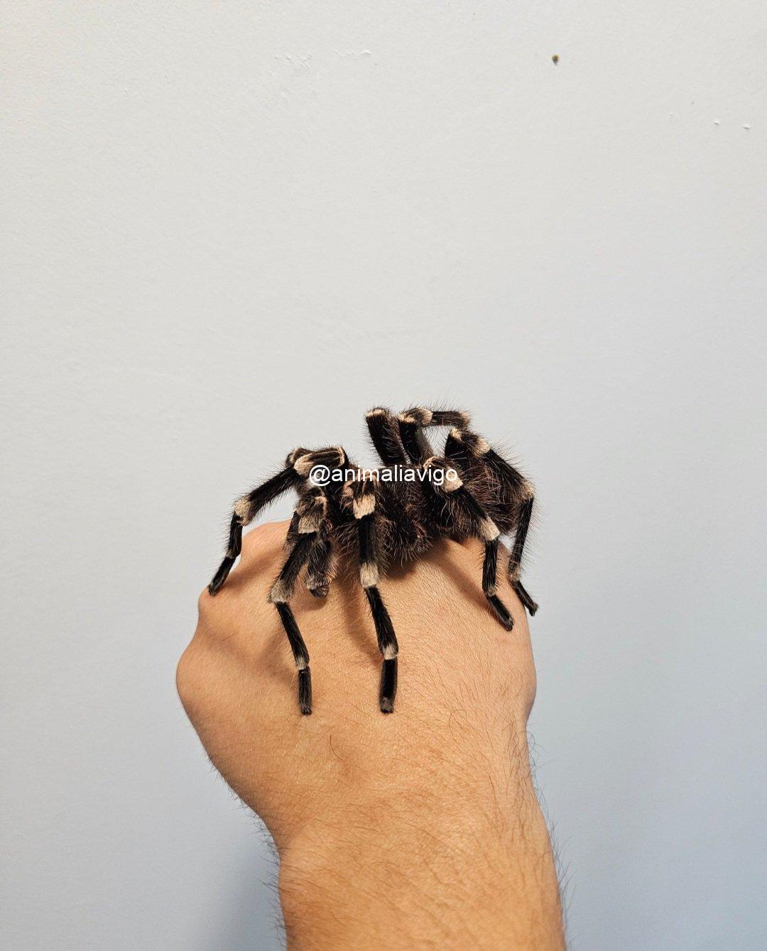 TARANTULA GENICULATA ADULTA