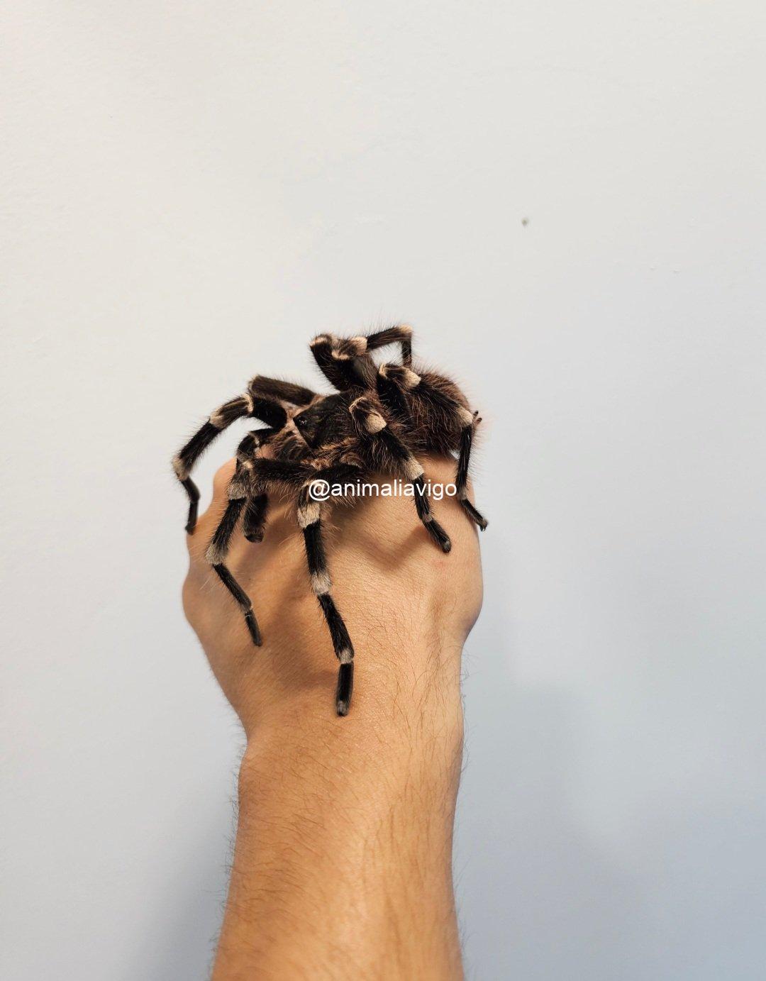 TARANTULA GENICULATA ADULTA - Imagen 2