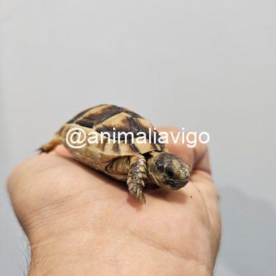 TORTUGA MARGINATA 4 A 6 CM