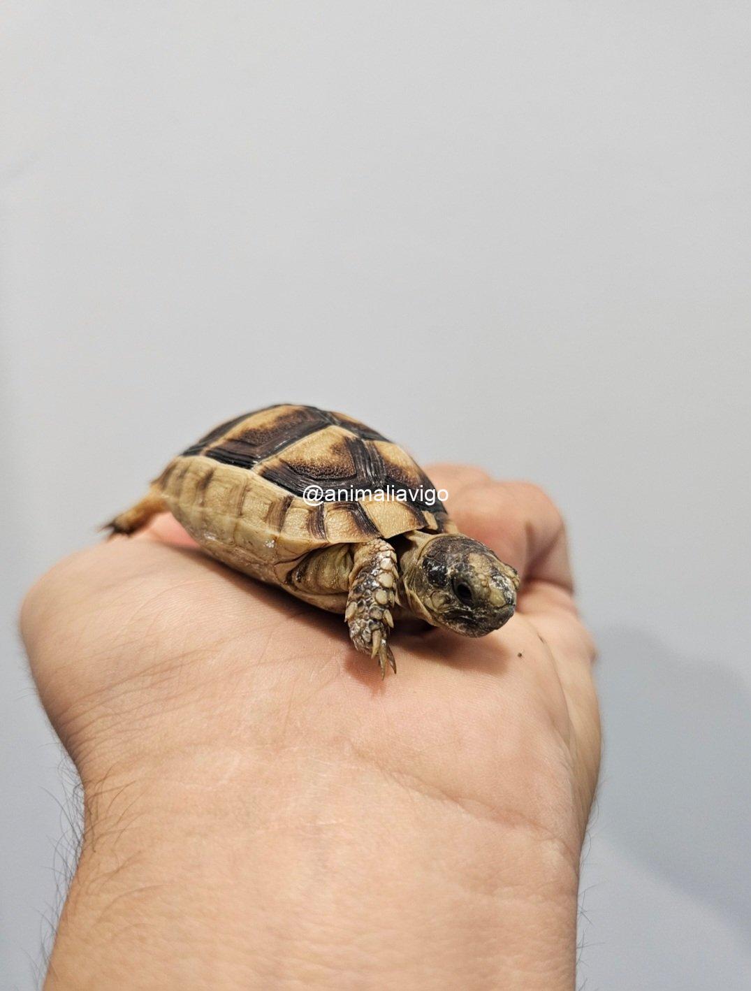 TORTUGA MARGINATA 4 A 6 CM