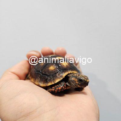 TORTUGAS CARBONARIA DE 6 A 8 CM