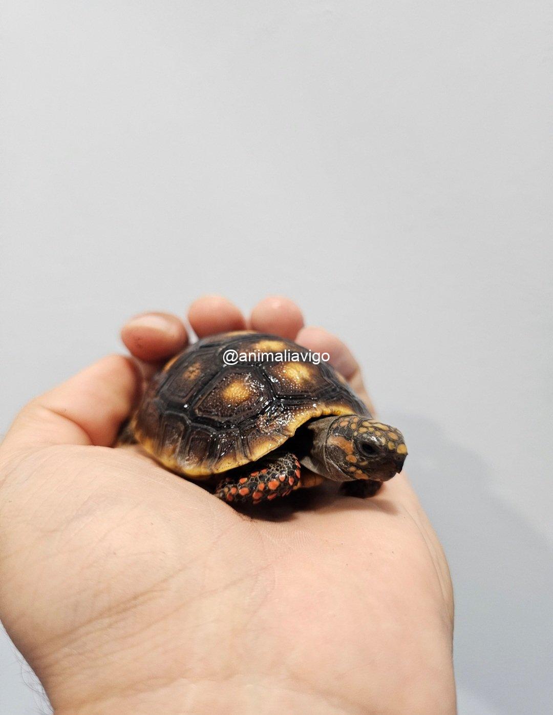 TORTUGAS CARBONARIA DE 6 A 8 CM