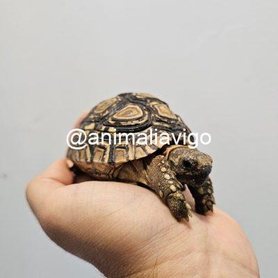 TORTUGA PARDALIS DE 12 A 14 CM