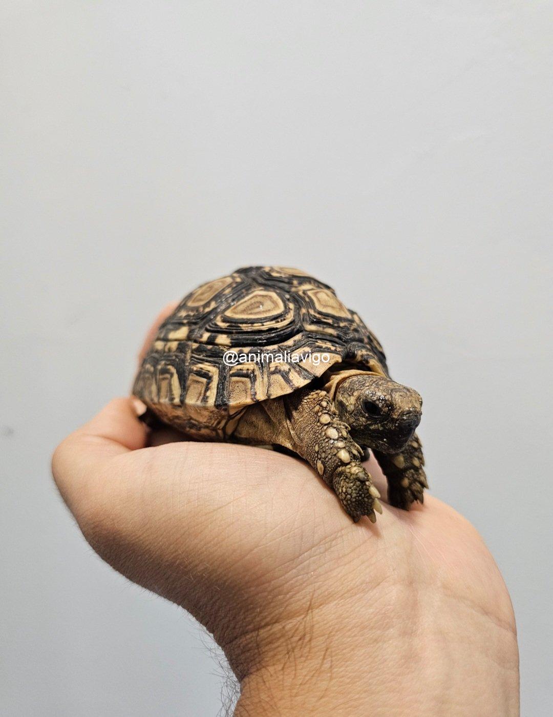 TORTUGA PARDALIS DE 12 A 14 CM