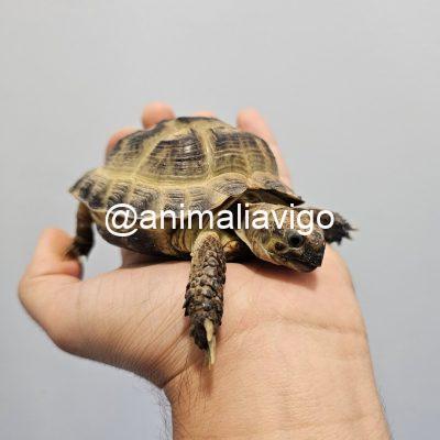 TORTUGA RUSA 7 A 9 CM