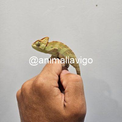 CAMALEON CALYPTRATUS BABY