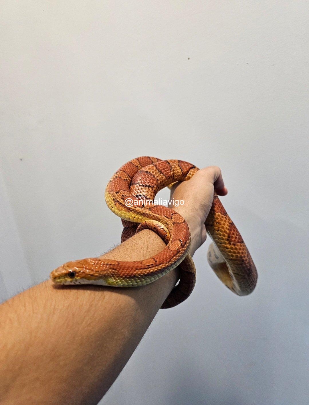 SERPIENTE DEL MAIZ SURTIDA ADULTA - Imagen 2