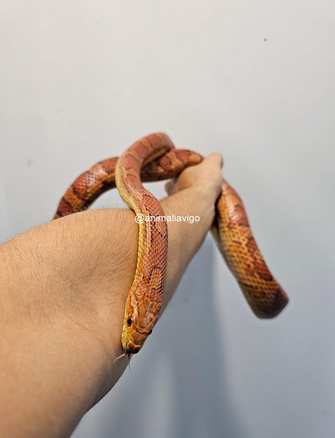 SERPIENTE DEL MAIZ SURTIDA ADULTA - Imagen 4