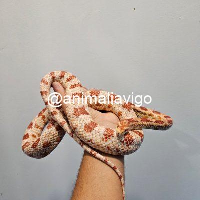 SERPIENTE DEL MAIZ SURTIDA ADULTA