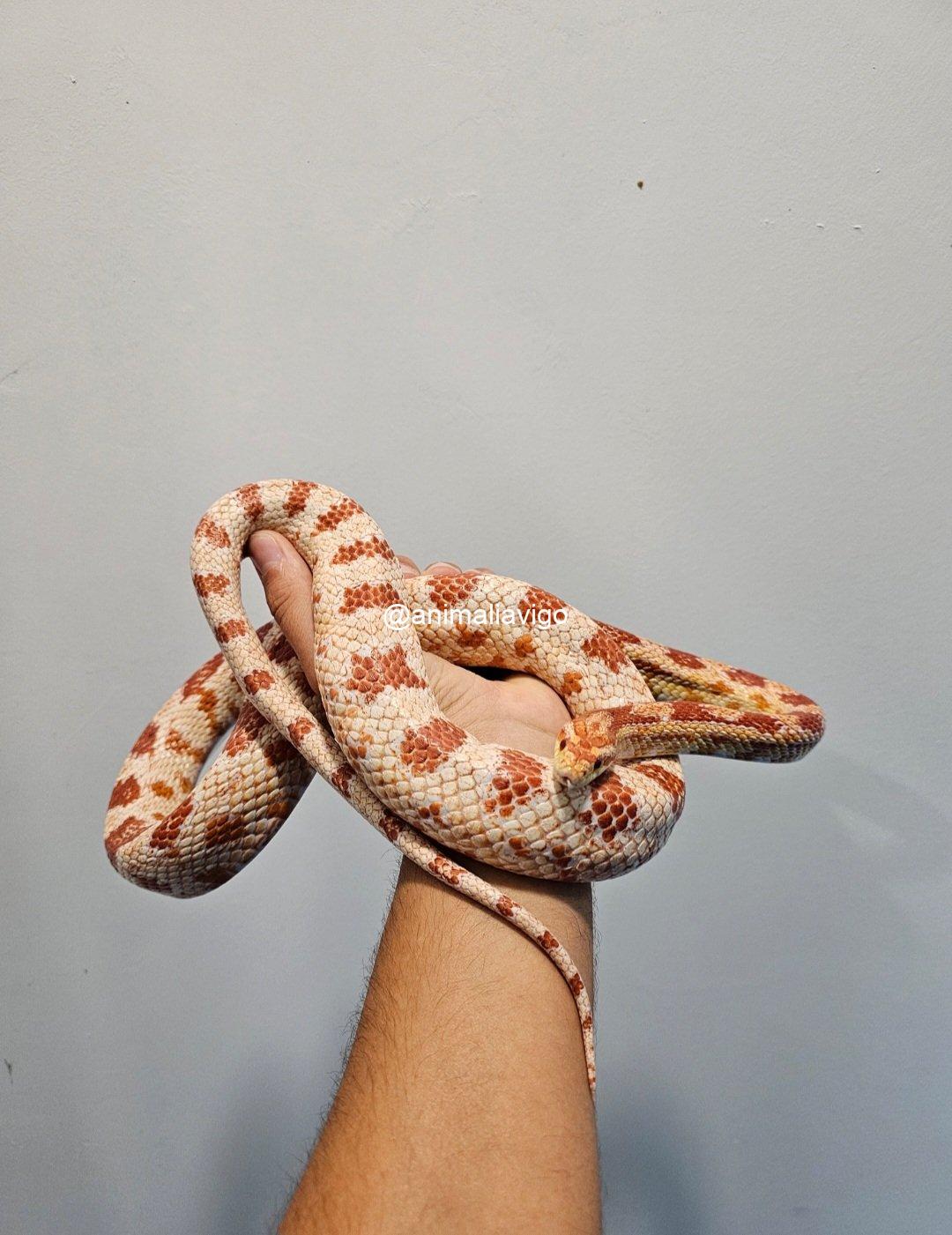 SERPIENTE DEL MAIZ SURTIDA ADULTA