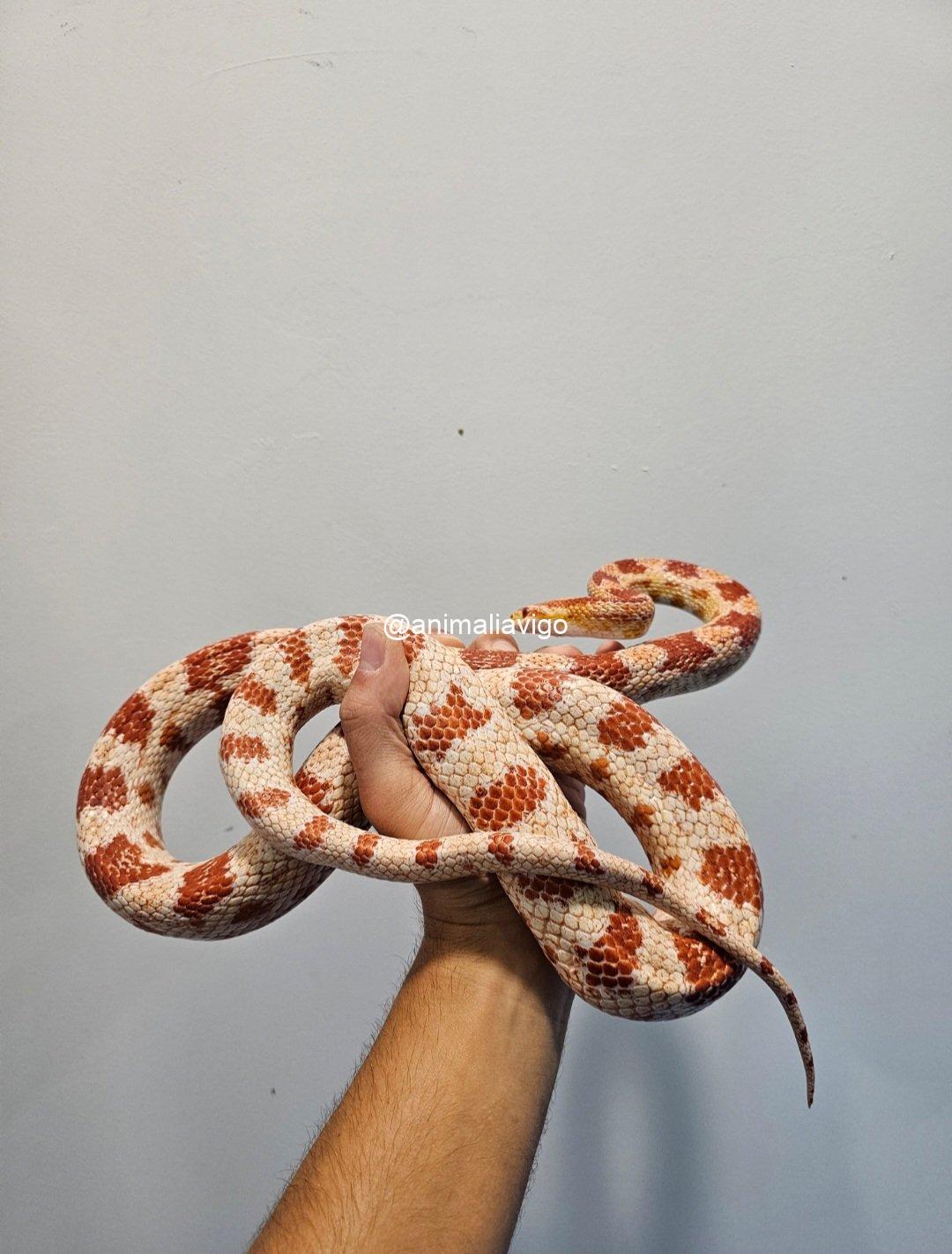 SERPIENTE DEL MAIZ SURTIDA ADULTA - Imagen 3