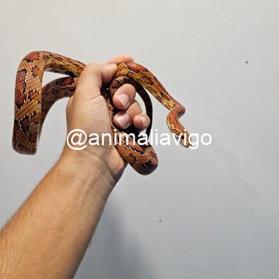 SERPIENTE DEL MAIZ SURTIDA JUNIOR