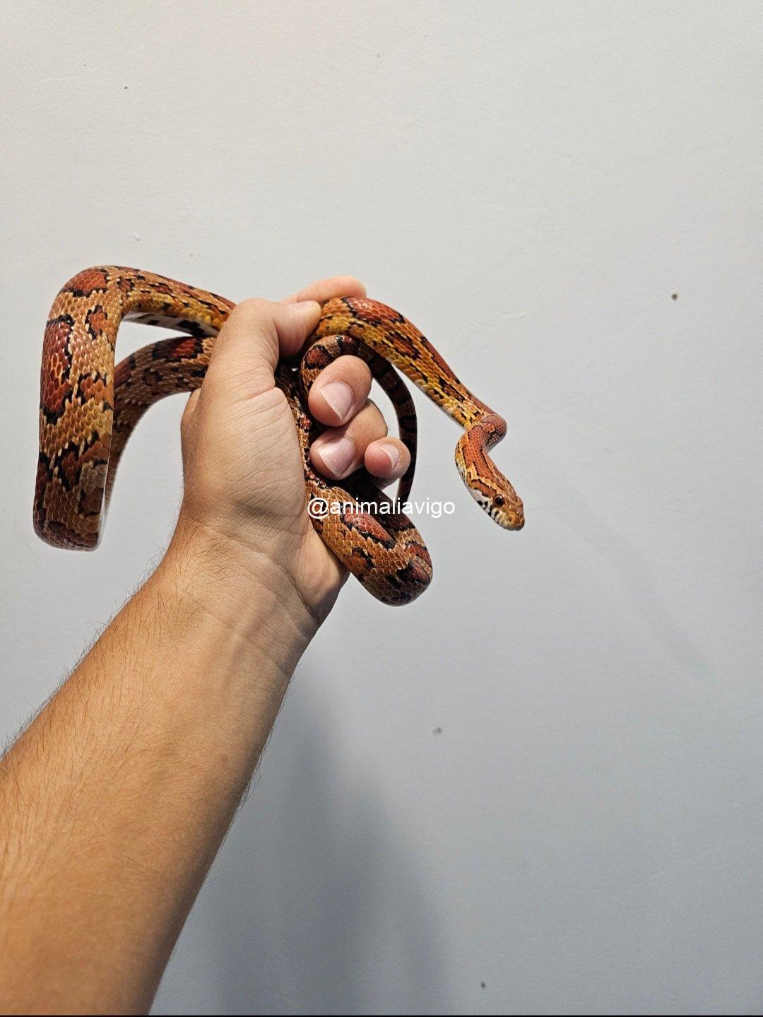 SERPIENTE DEL MAIZ SURTIDA JUNIOR