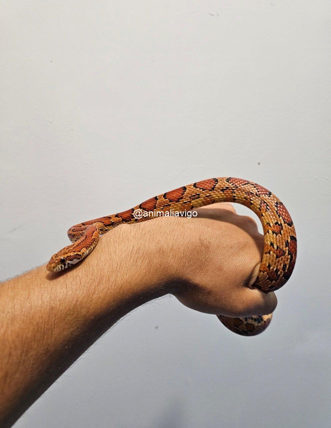 SERPIENTE DEL MAIZ SURTIDA JUNIOR - Imagen 3