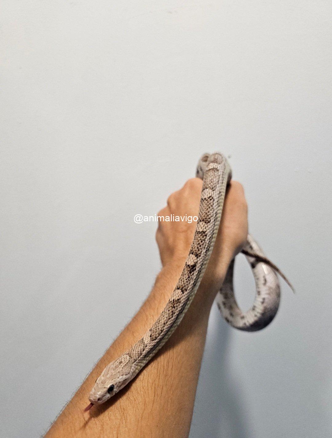 SERPIENTE DEL MAIZ SURTIDA JUNIOR - Imagen 2