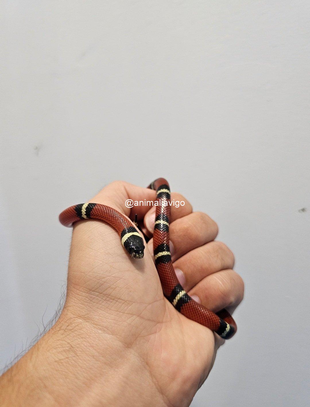 FALSA CORAL CLASICA JUNIOR - Imagen 3