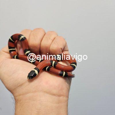 FALSA CORAL CLASICA JUNIOR