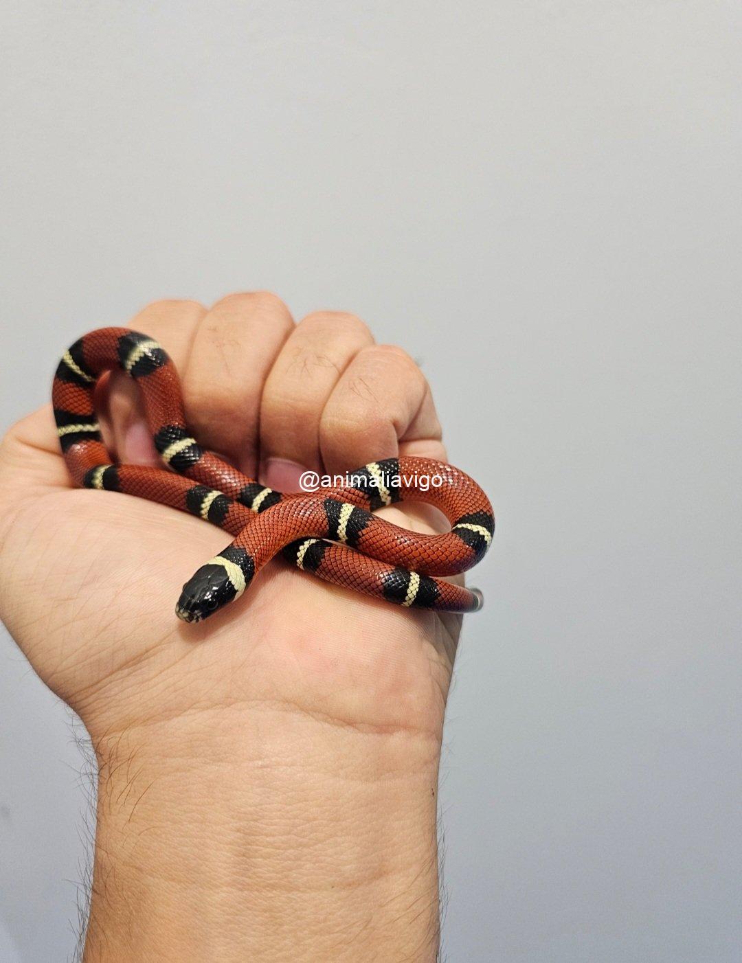 FALSA CORAL CLASICA JUNIOR