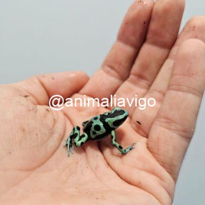 RANA DENDROBATE AURATUS VERDE