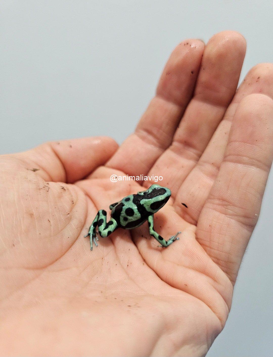 RANA DENDROBATE AURATUS VERDE