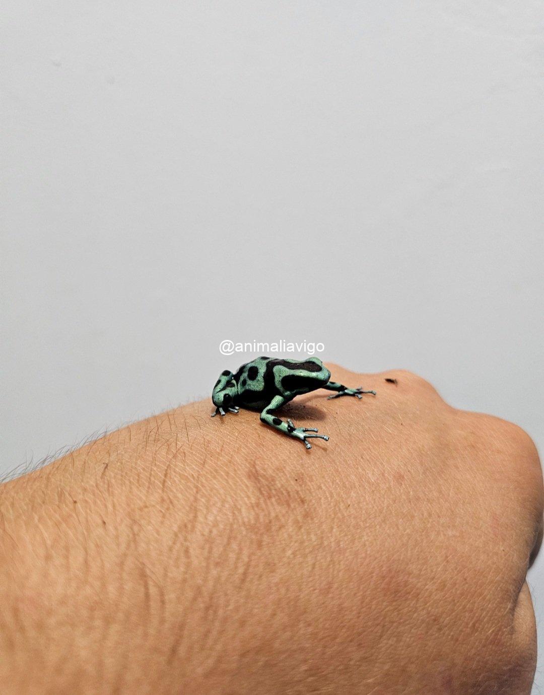 RANA DENDROBATE AURATUS VERDE - Imagen 2