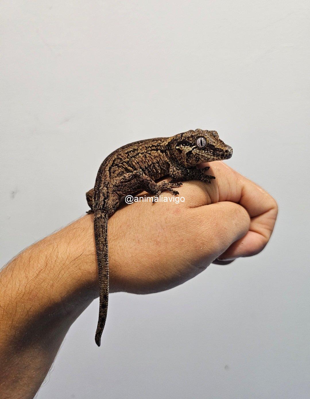 GECKO AURICULATUS SURTDO ADULTA PAREJA - Imagen 4