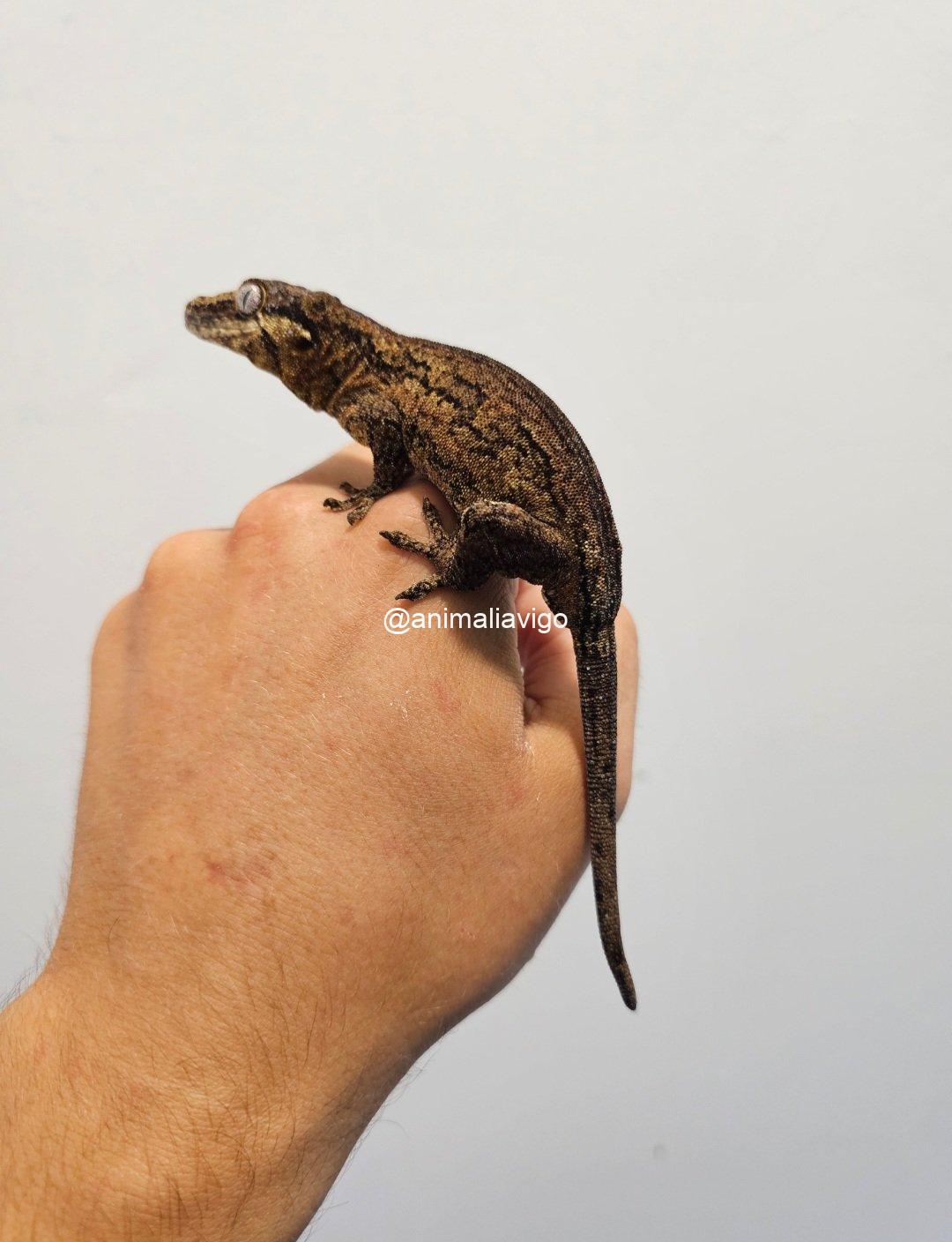 GECKO AURICULATUS SURTDO ADULTA PAREJA - Imagen 2