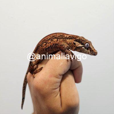 GECKO AURICULATUS SURTDO ADULTA PAREJA