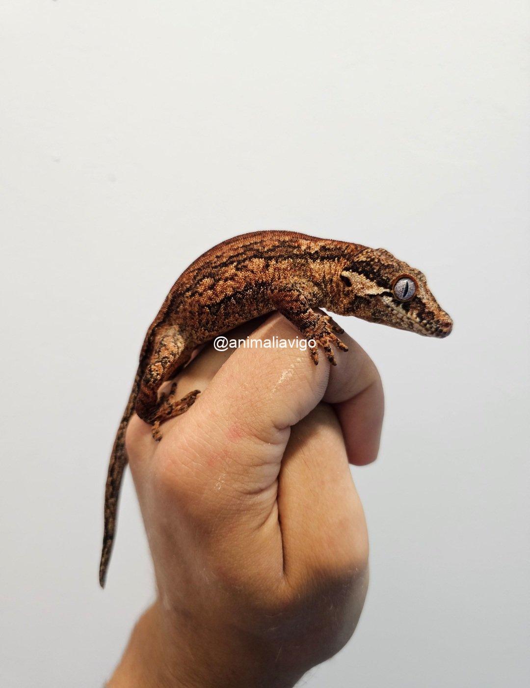GECKO AURICULATUS SURTDO ADULTA PAREJA